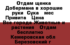 Отдам щенка Добермана в хорошие руки. Сука 5 мес. Привита › Цена ­ 5 000 - Все города Животные и растения » Отдам бесплатно   . Кемеровская обл.,Березовский г.